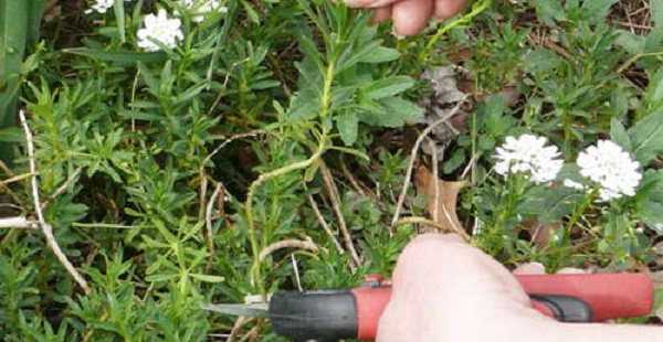 Иберис - выращивание из семян в подробностях | сажаем сад