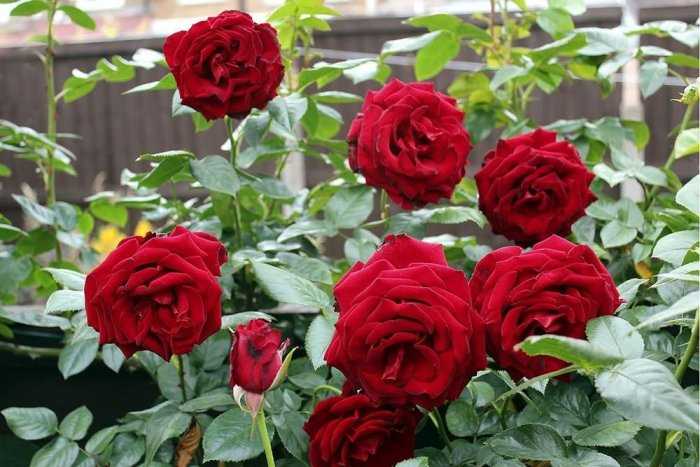 Уход за розами осенью и подготовка к зиме: обрезка, подкормка, укрытие кустов многолетника