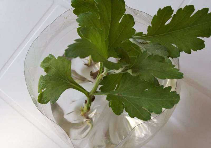 Как укоренить розу из букета в домашних условиях: инструкция, как вырастить розу из черенка, советы цветоводов по выращиванию