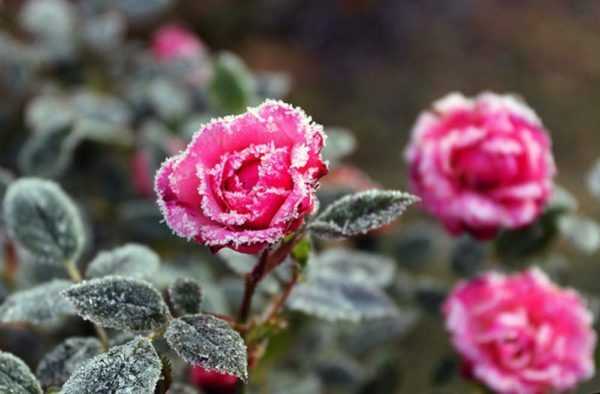 Как укрыть розы на зиму в Подмосковье Как подготовить розы к зимовке