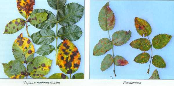 Болезни спатифиллума: почему сохнут, желтеют и чернеют листья и что делать