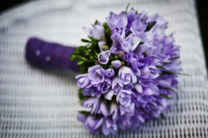 Цветок с фиолетовыми цветами: названия, фото, уход