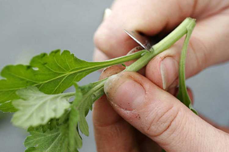 Размножение хризантем черенками из букета: как вырастить из срезанного цветка