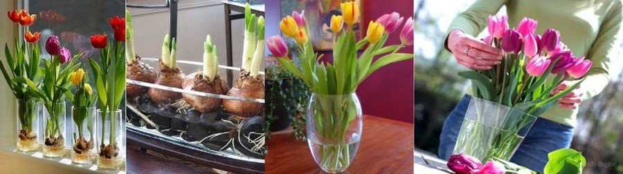 Как сохранить луковицы тюльпанов до весны в домашних условиях Как хранить луковицы тюльпанов Где и как хранить в квартире и подвале