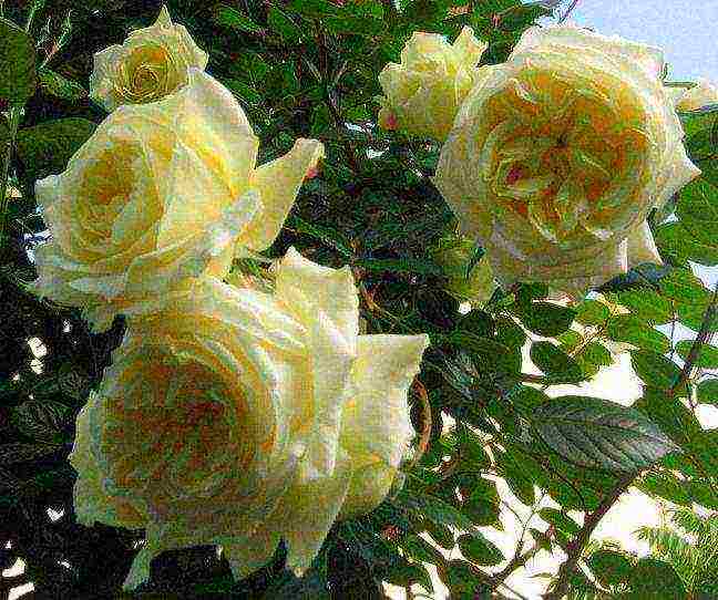 Плетистые розы — вертикальное украшение сада