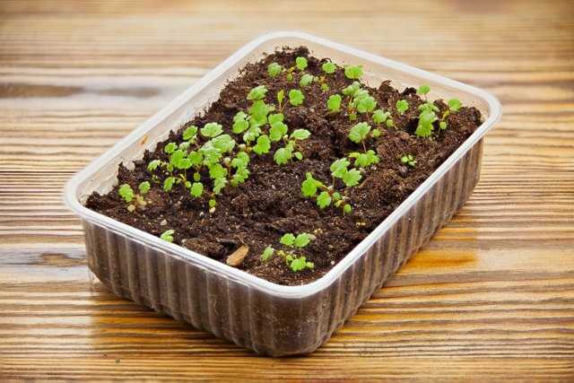 Выращивание гортензии из семян - подготовка к посадке, выращивание саженцев в комнатных условиях и в саду, основной уход