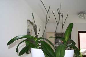 Орхидея фаленопсис: уход в домашних условиях, пересадка и размножение, правила полива