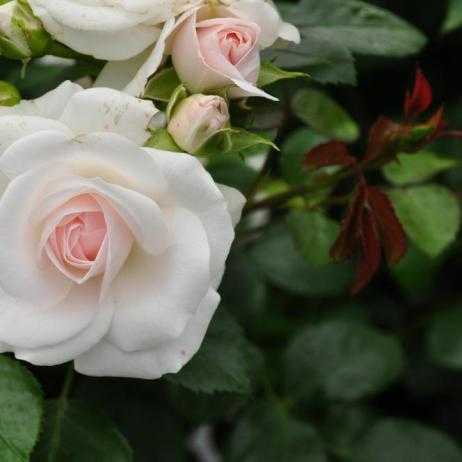 Роза аспирин роуз (aspirin rose): фото и описание, отзывы, размножение, посадка и уход