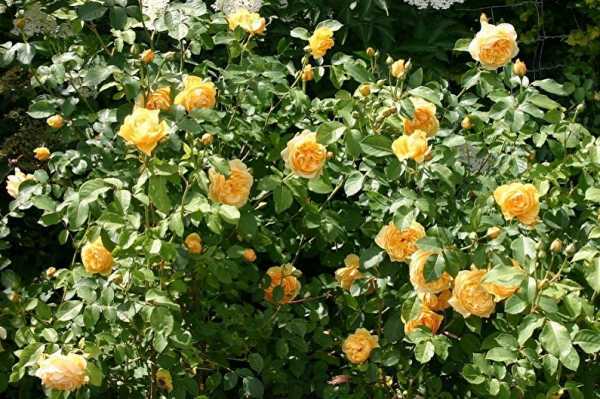 Розы дэвида остина: плюсы, минусы и популярные сорта