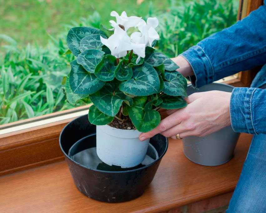 Как не погубить цветок после покупки: уход в домашних условиях за персидским и другими видами цикламенов