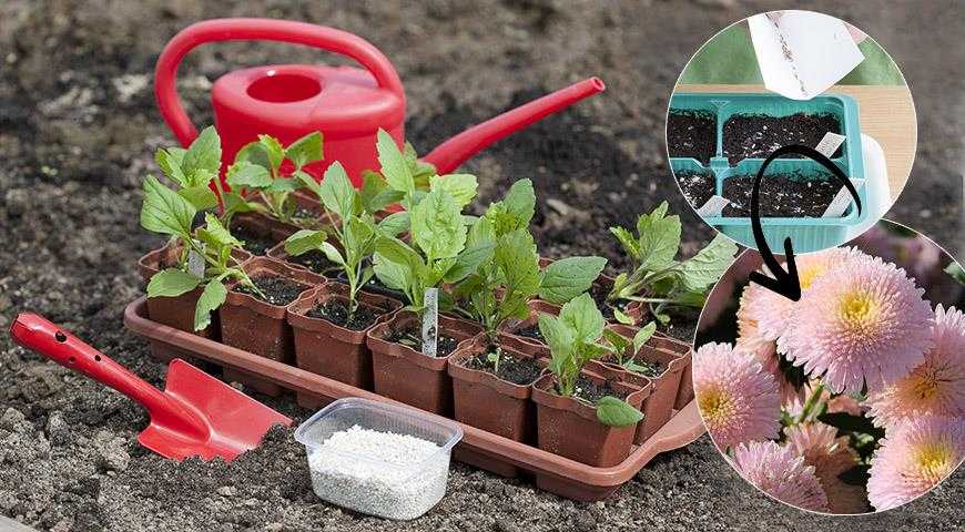 Как вырастить рассаду однолетних астр из семян - советы садоводов