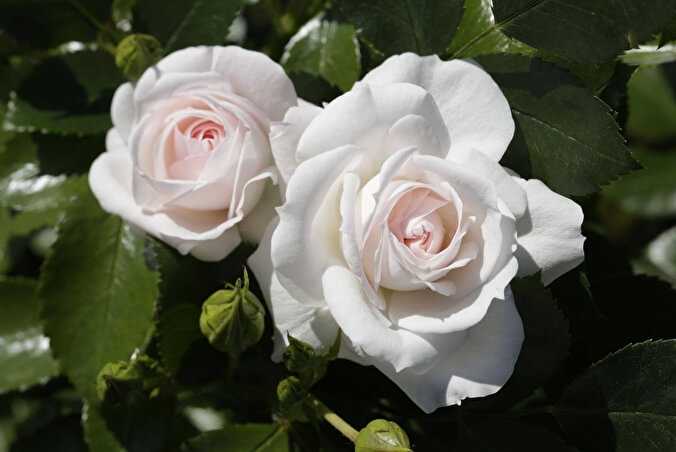 Роза «аспирин роуз» («aspirin rose»): описание, посадка и уход, фото