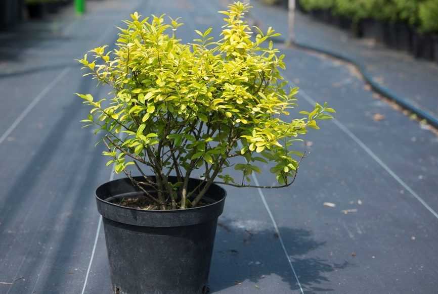 Растение бирючина (ligustrum) и его выращивание