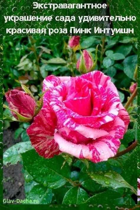 Характеристики плетистой розы сорта флорентина: особенности цветения растения