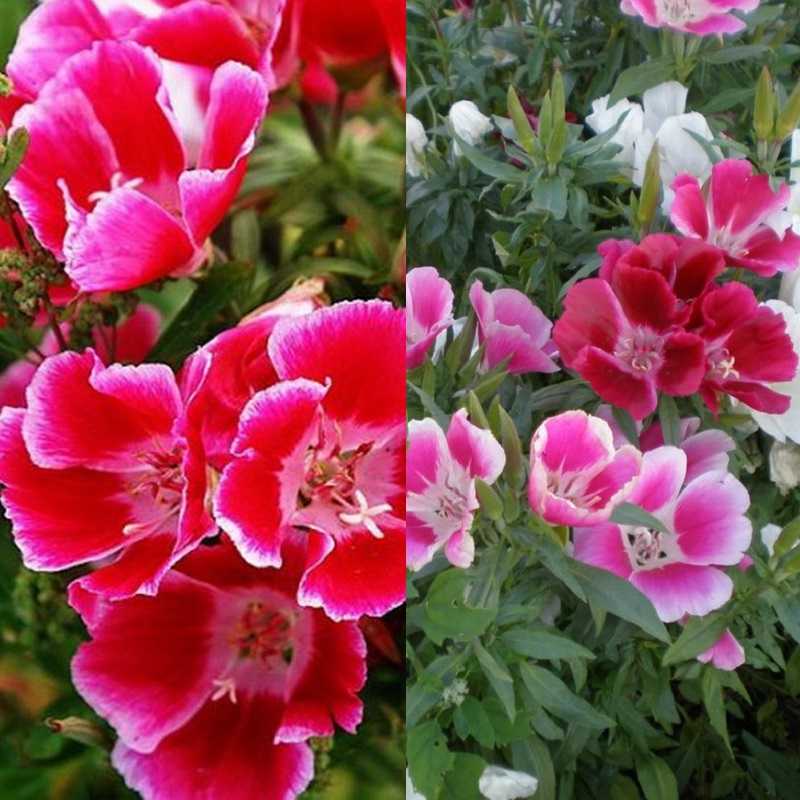 Садовый цветок годеция: описание и разновидности с фото, выращивание из семян, когда и как сажать и ухаживать