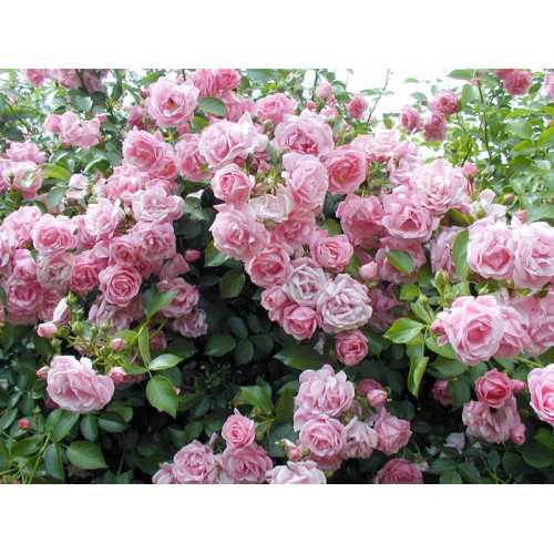 Плетистая роза "клайминг ": разновидности сорта и их особенности