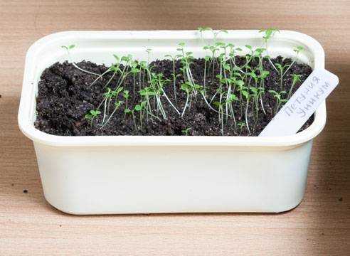 Выращивание рассады петунии в домашних условиях – когда сеять и как ухаживать