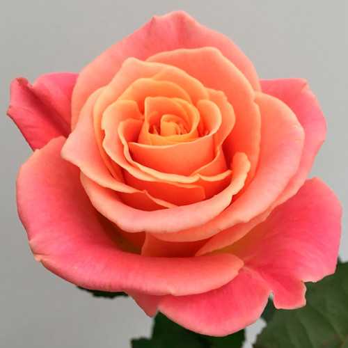 Роза «лавиния» (23 фото): описание плетистого сорта роз и его компаньоны, выбираем саженцы, отзывы