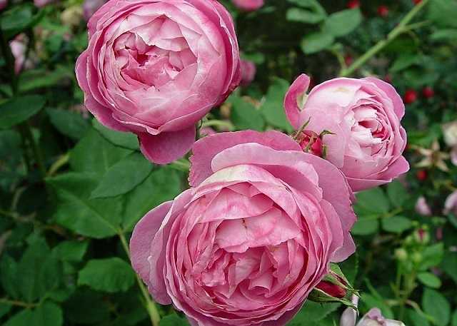 Изящные розы без шипов – леди бомбастик. фото, особенности сорта, нюансы ухода
