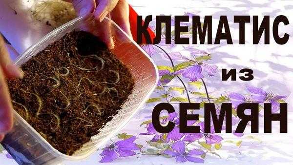 Клематис маньчжурский: фото, выращивание из семян