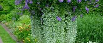 Растение дихондра: виды, выращивание из семян, уход за цветком дома и в саду