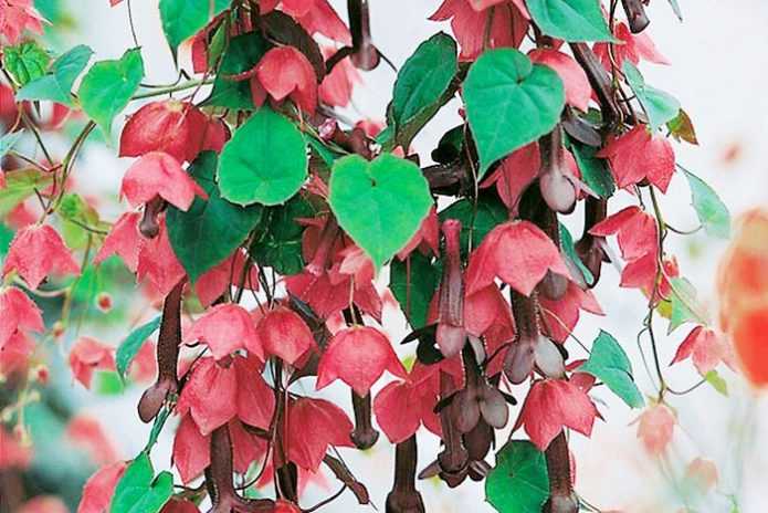 Растение родохитон: фото, сорта, выращивание из семян в домашних условиях, посадка и уход