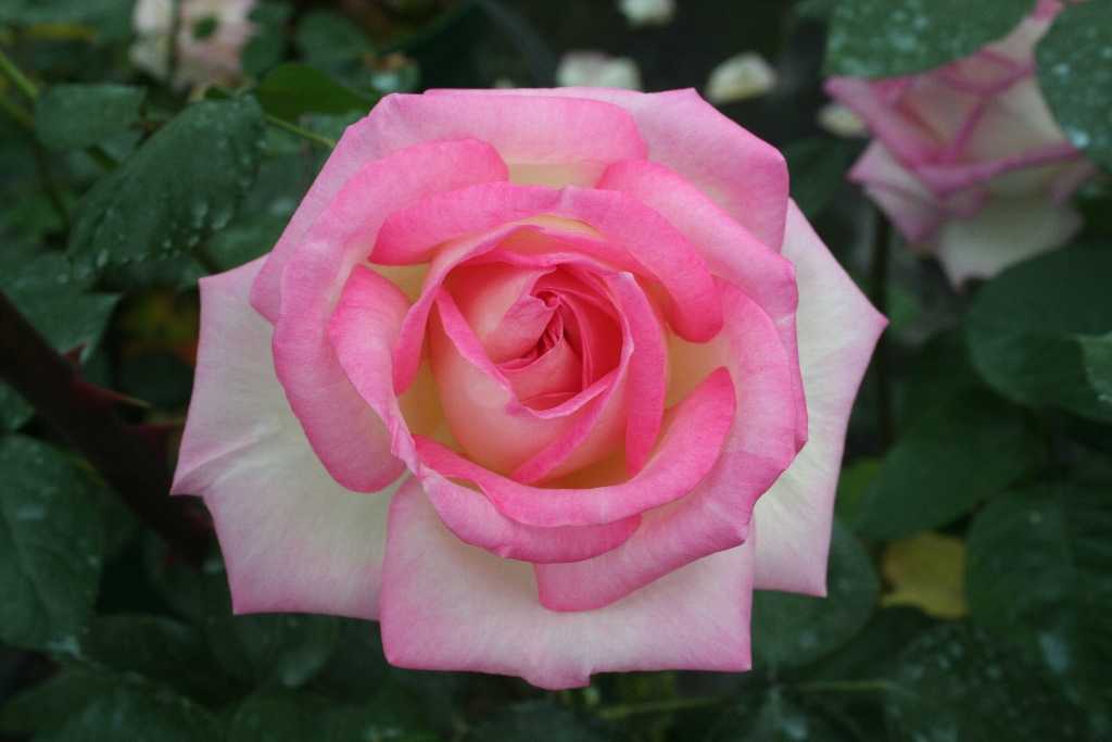 ✅ о розе принцесса маргарет (crown princess margareta): выращивание розы остина - tehnomir32.ru