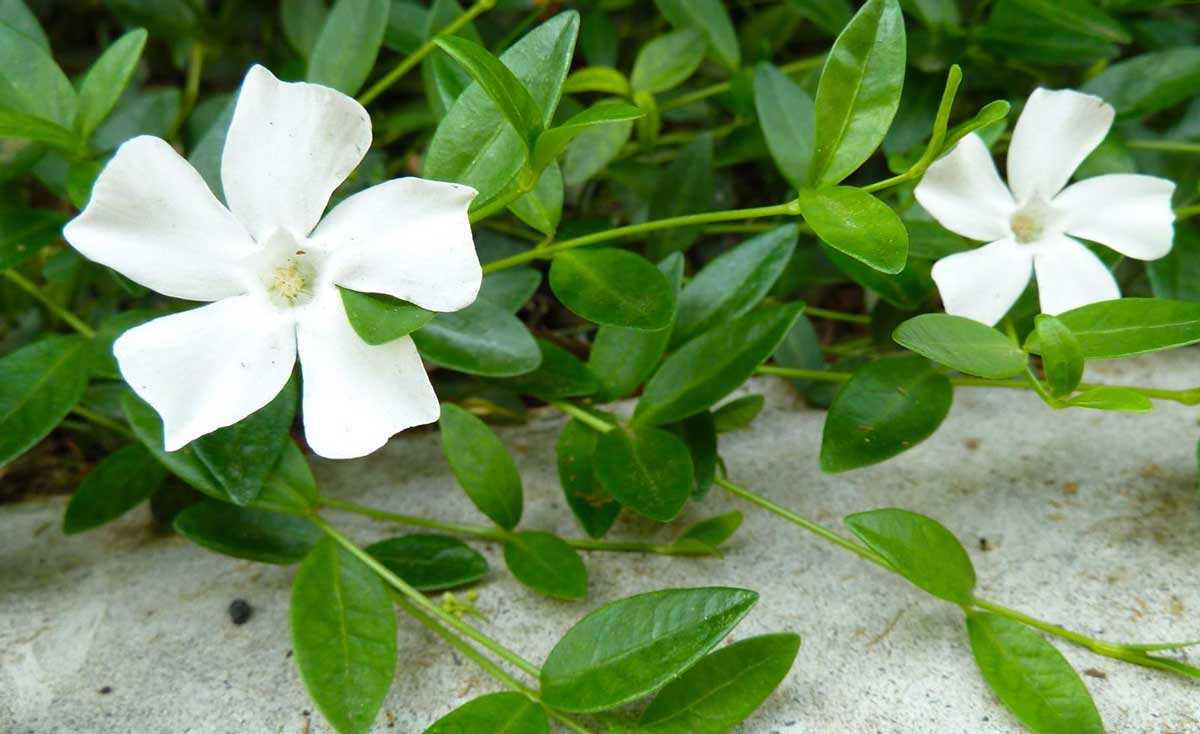 Барвинок малый (Vinca Minor) Альба