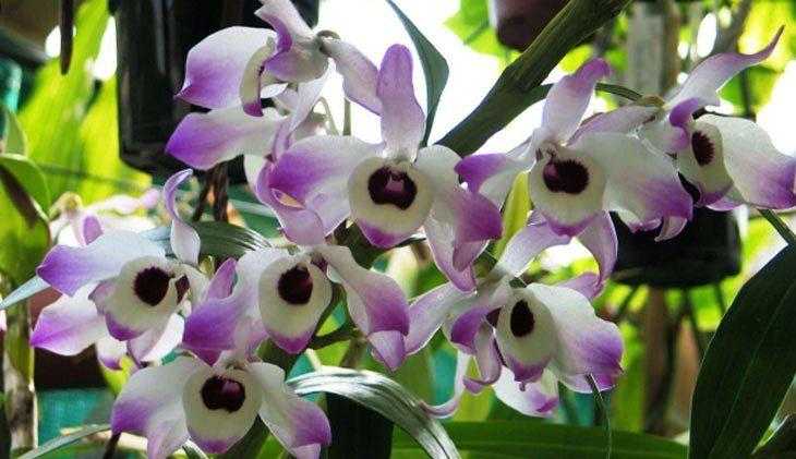 Орхидея дендробиум: уход в домашних условиях, фото, размножение, пересадка