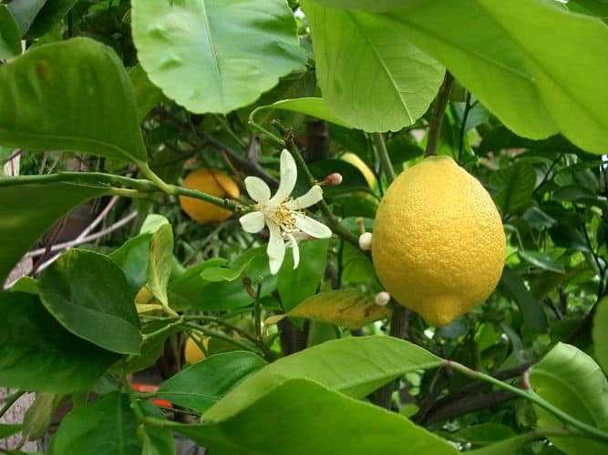 Как успешно привить лимон в домашних условиях?