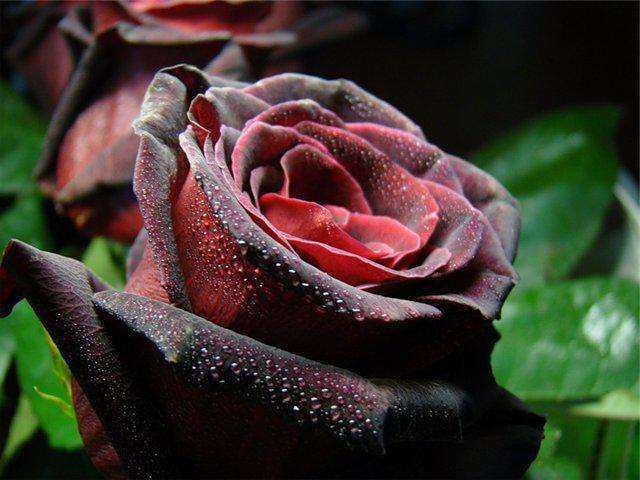 Роза плетистая черная королева (black queen) - fermnamilion