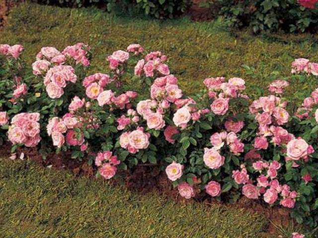 Что такое полиантовые розы: сорта, уход, посадка и отзывы