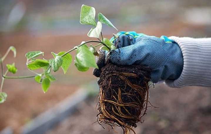 Размножение клематиса черенками, как посадить осенью в открытый грунт на урале и в подмосковье, фото и видео