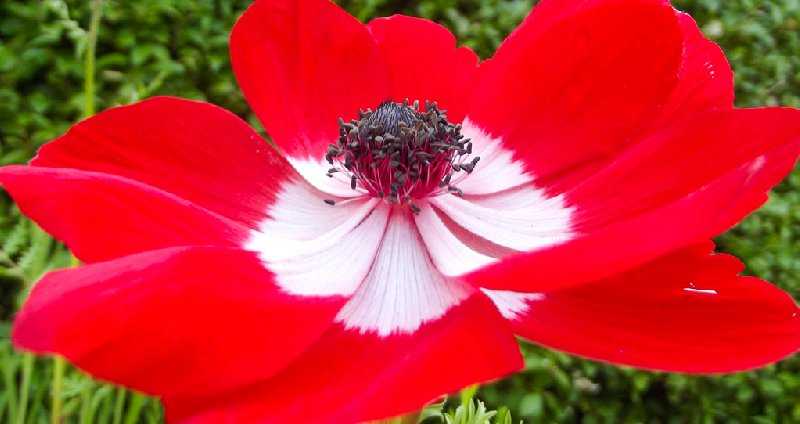 Анемона — посадка и уход в открытом грунте, фото цветка, выращивание