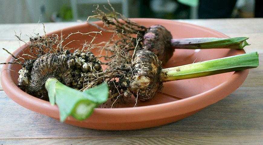 Гладиолусы в горшках, вазонах, кашпо: как посадить и выращивать?