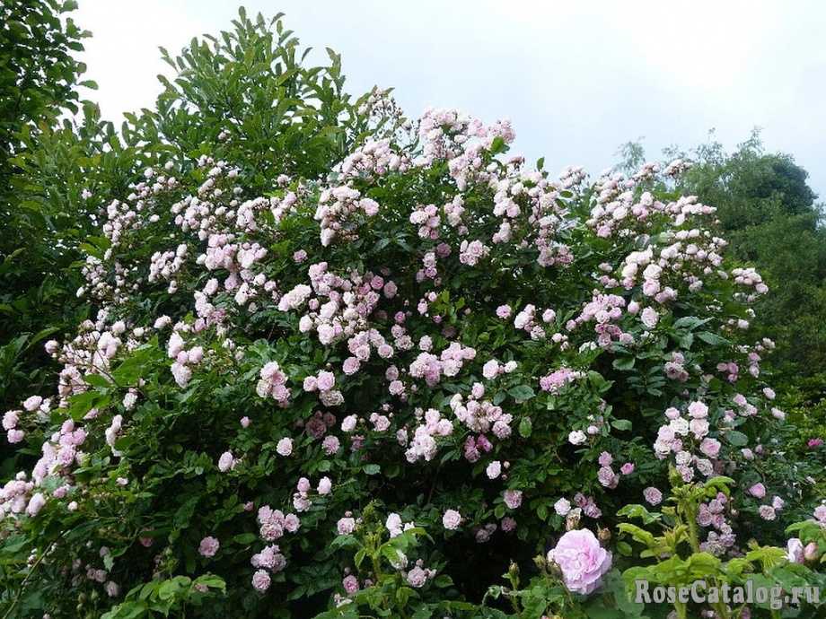 Роза лавиния (lawinia) — описание популярного цветка