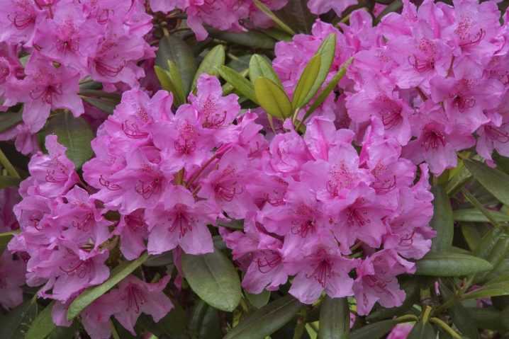 Рододендрон (63 фото): что это такое? посадка «розового дерева», уход за цветком в открытом грунте. описание садового рододендрона и других видов