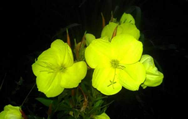 Лунник цветок — однолетний и многолетний виды растения