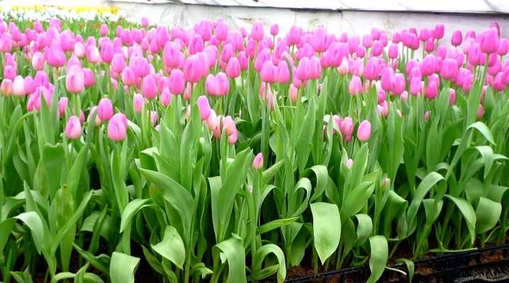 Как вырастить тюльпаны в цветочном горшке и на клумбе?