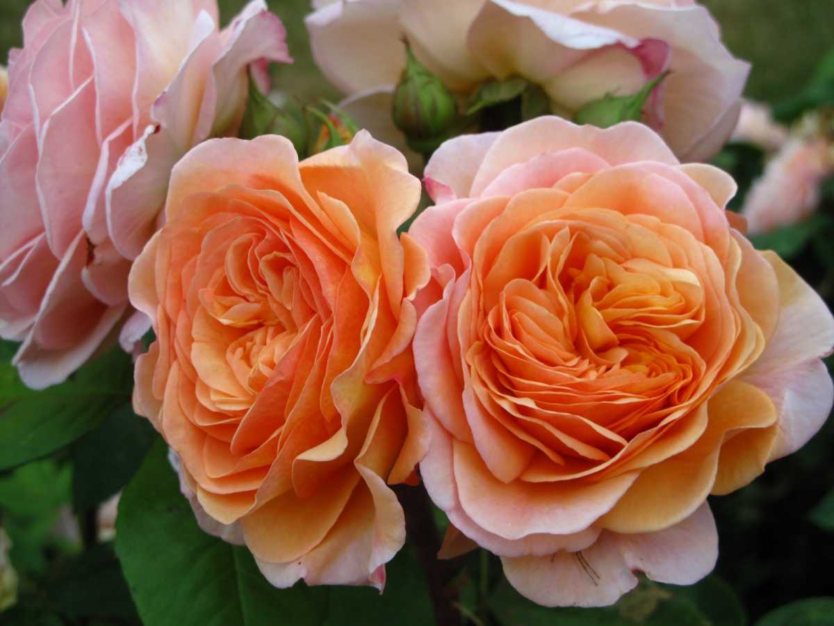 Роза Чарльз Остин (Charles Austin): отзывы, описание Штамбовые розы Чарльз Остин Советы по выращиванию и уходу