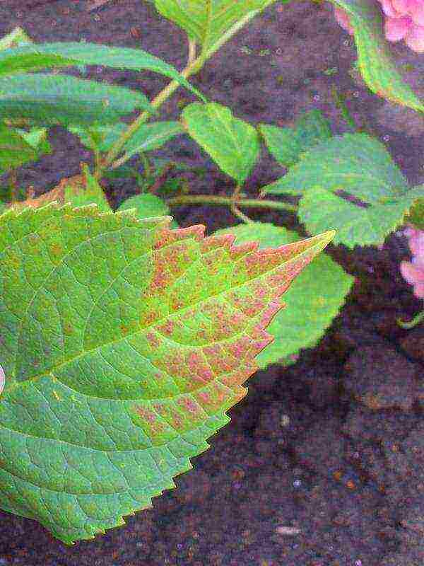 ✅ бледные или светло-зеленые листья у гортензии: причины, чем подкормить растение - tehnomir32.ru
