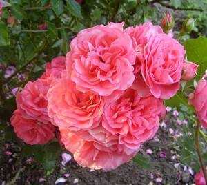 Секреты успешного выращивания плетистой розы розариум ютерсен: фото и отзывы