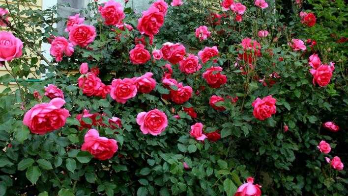 Роза плетистая Дон Жуан: фото и описание Советы по выращиванию, формированию куста, обрезке на зиму