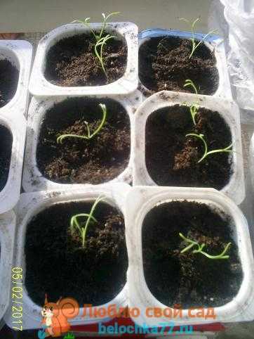 Эшшольция: выращивание из семян, когда сажать, особенности ухода и полива, фото