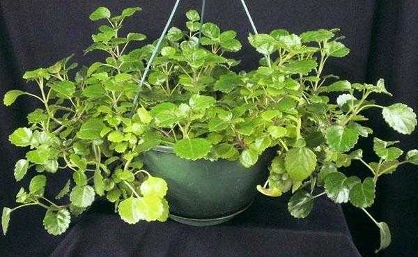 Комнатная мята плектрантус: что это за растение Как выращивать Какие есть сорта, какими полезными свойствами обладает растение, можно ли применять для лечения