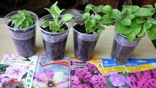 Как правильно выращивать петунии: чем подкормить рассаду для роста, правила внесения удобрений