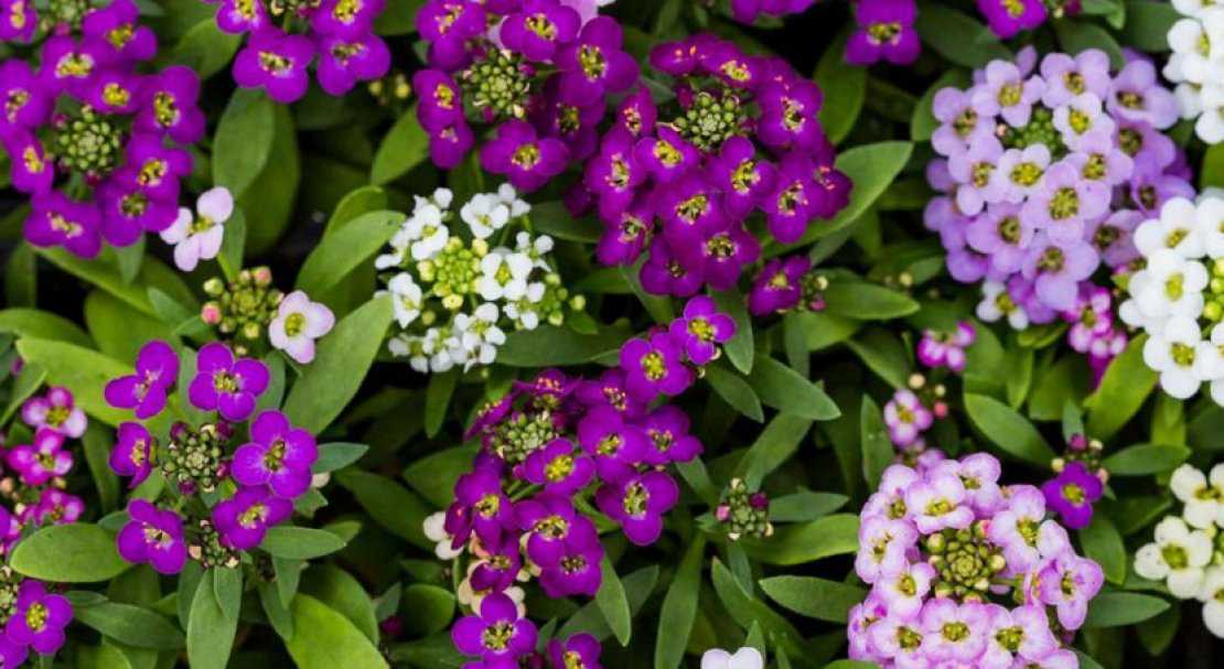 Цветок алиссум (лобулярия): посадка и уход в открытом грунте, выращивание из семян, фото, лучшие сорта, когда и как сажать семенами, пошаговые инструкции
