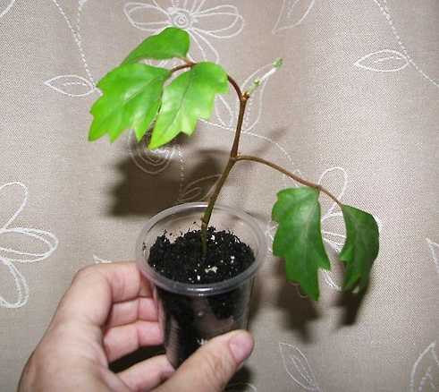 Комнатное растение березка - уход в домашних условиях