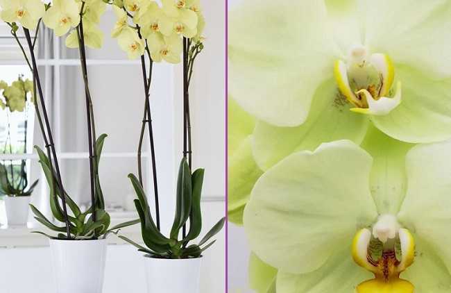 Вредители орхидей (19 фото): что делать, если на орхидее фаленопсисе появились худые маленькие белые жучки, щитовка или пауки?