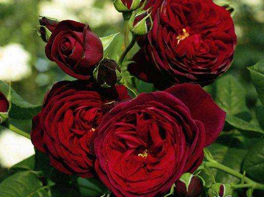 Роза черная королева энциклопедия роз